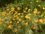 flowers.jpg